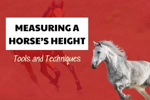 Measuring A Horse’s Height: Tools and Techniques