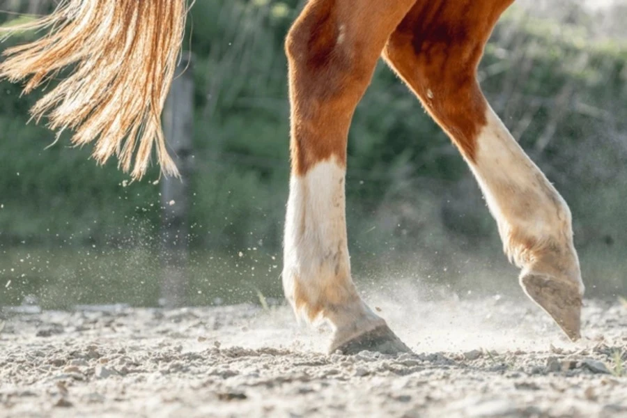 How Long Does It Take for Baby Horse Hooves to Harden?