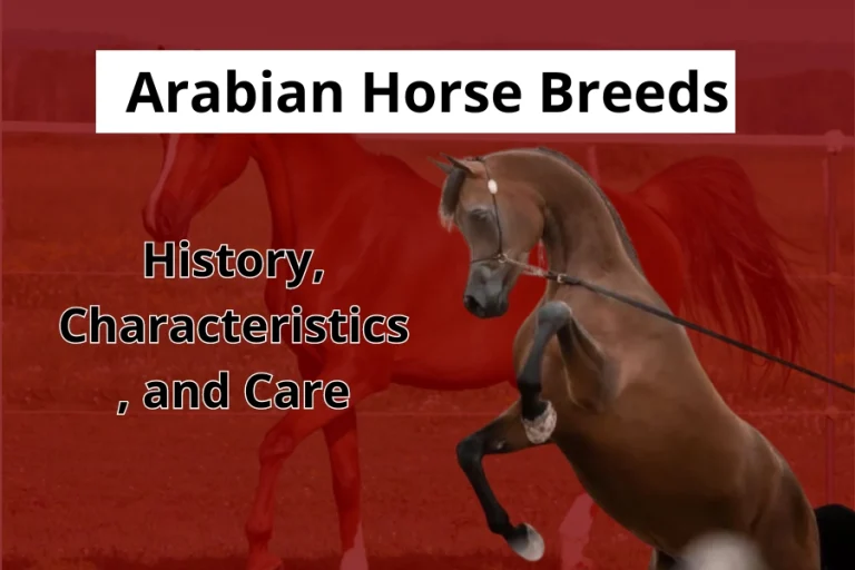 Arabian Horse Breeds History, Characteristics, and Care