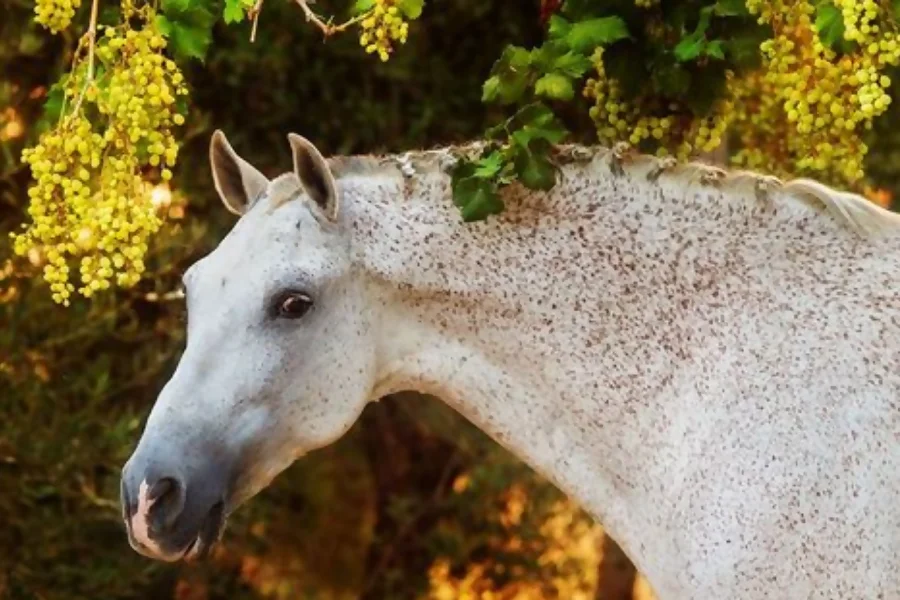 Are Grapes Safe For The Horses?