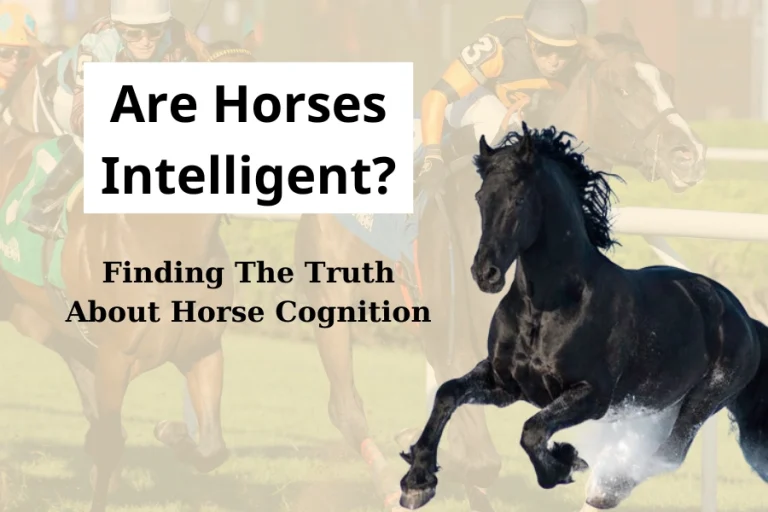 Are horses intelligent