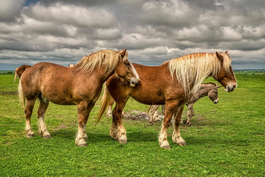 Belgian Draught Horse