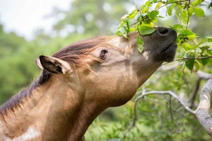 Can Horses Eat Grapes?