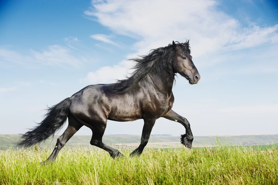 Friesian - a light horse