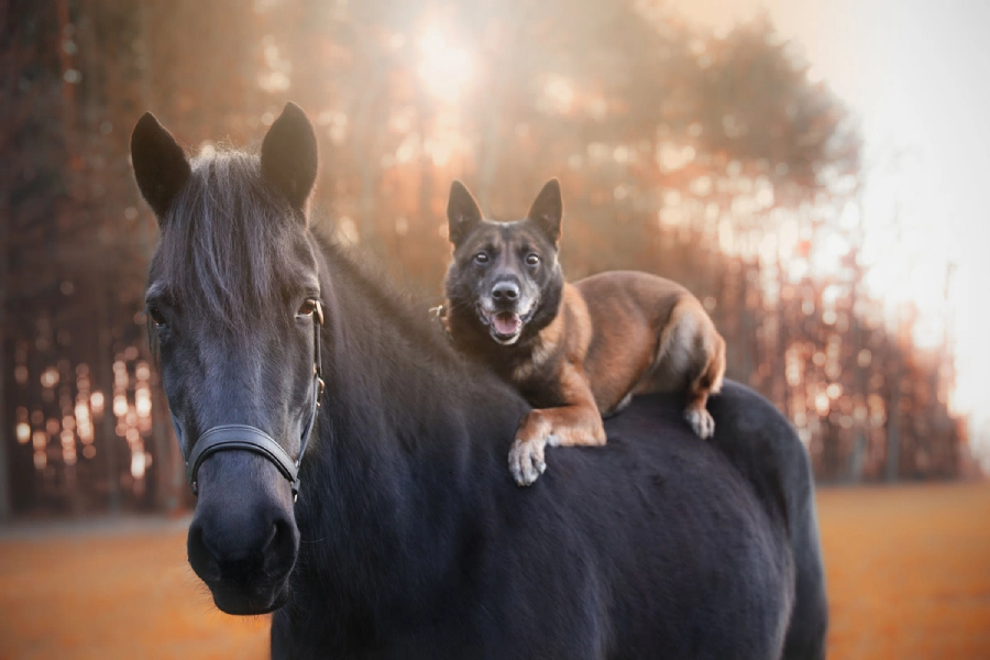 Horse and dog