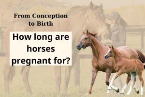 How long are horses pregnant for?