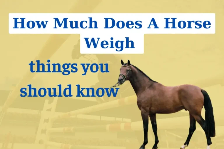 How much does a horse weigh