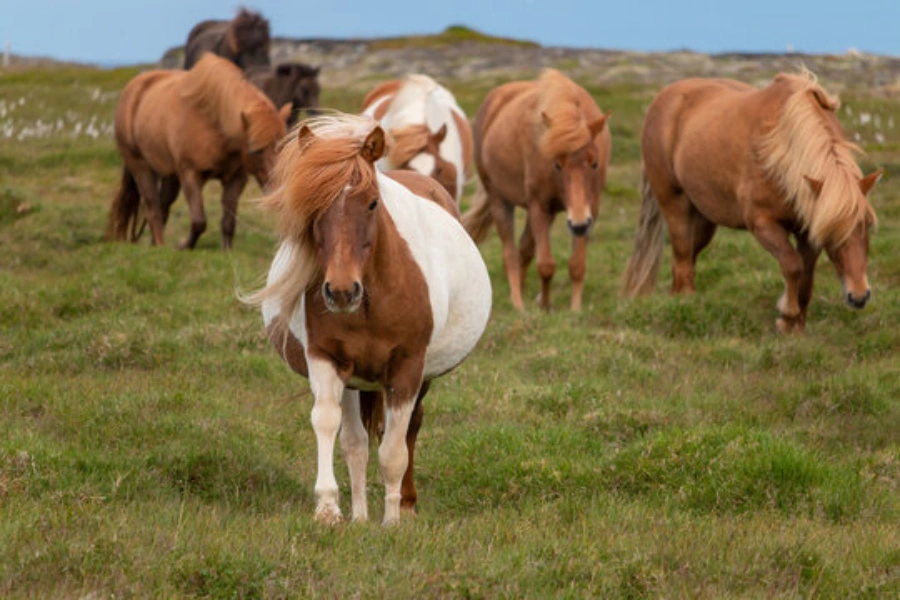 Pregnant horses