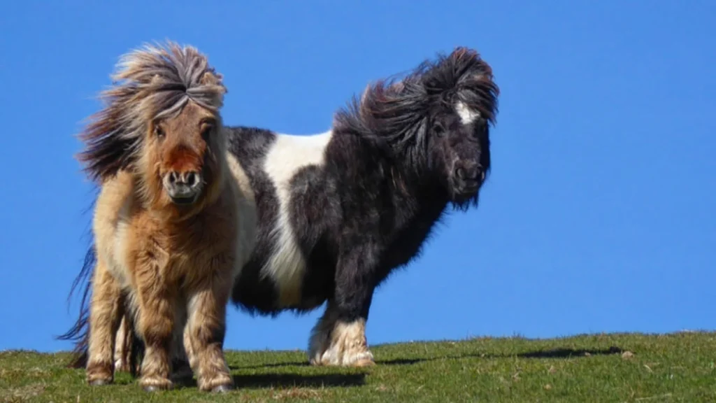 Shetland - one of the smallest horses