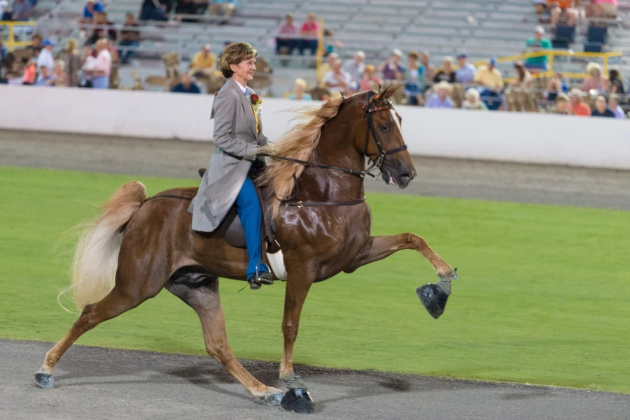 Tennesse Walking horse