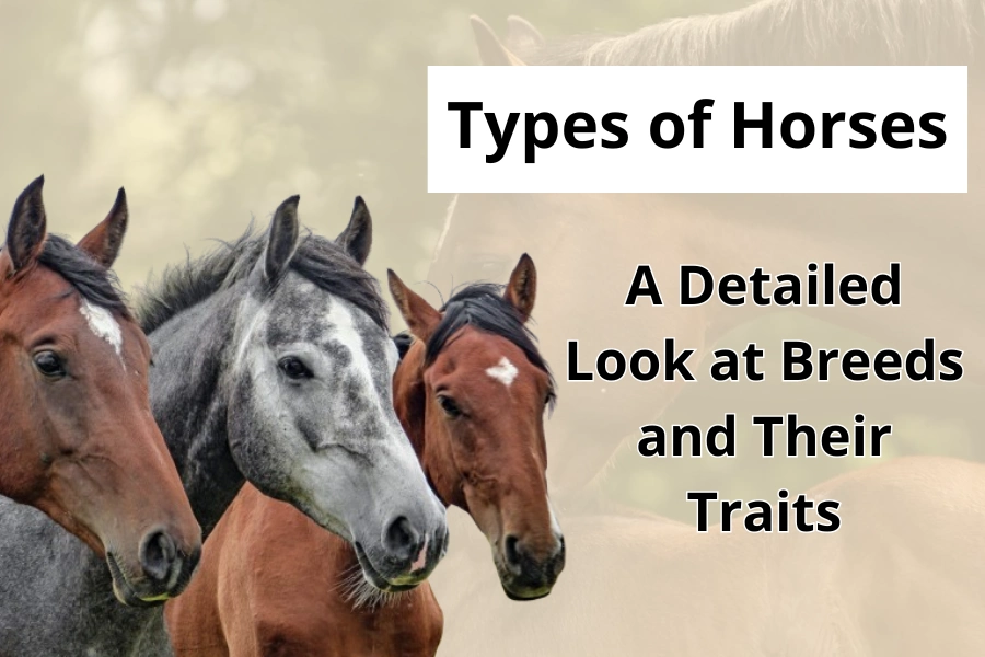 Types of Horses A Detailed Look at Breeds and Their Traits