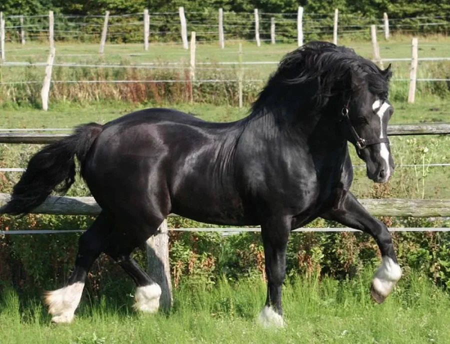 What Is a Cob Horse? Everything You Need to Know 2024