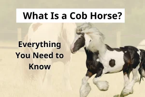 What Is a Cob Horse Everything You Need to Know