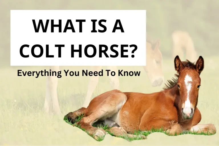 What is a Colt Horse