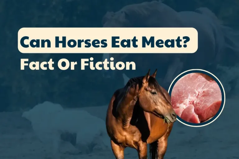 Can Horses Eat Apples? What Every Owner Should Know