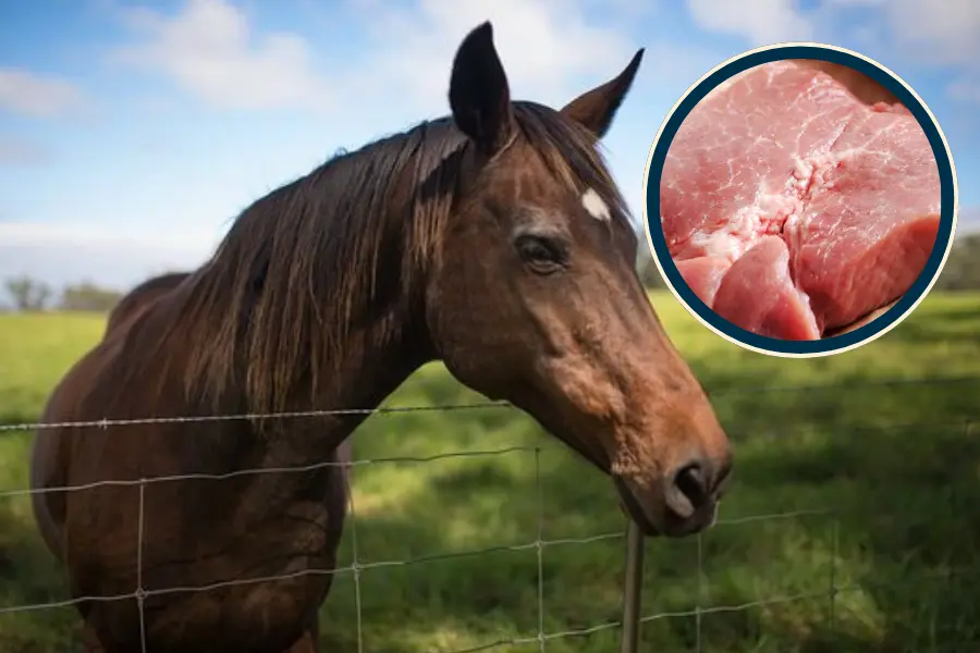 Can Horses Eat Meat?