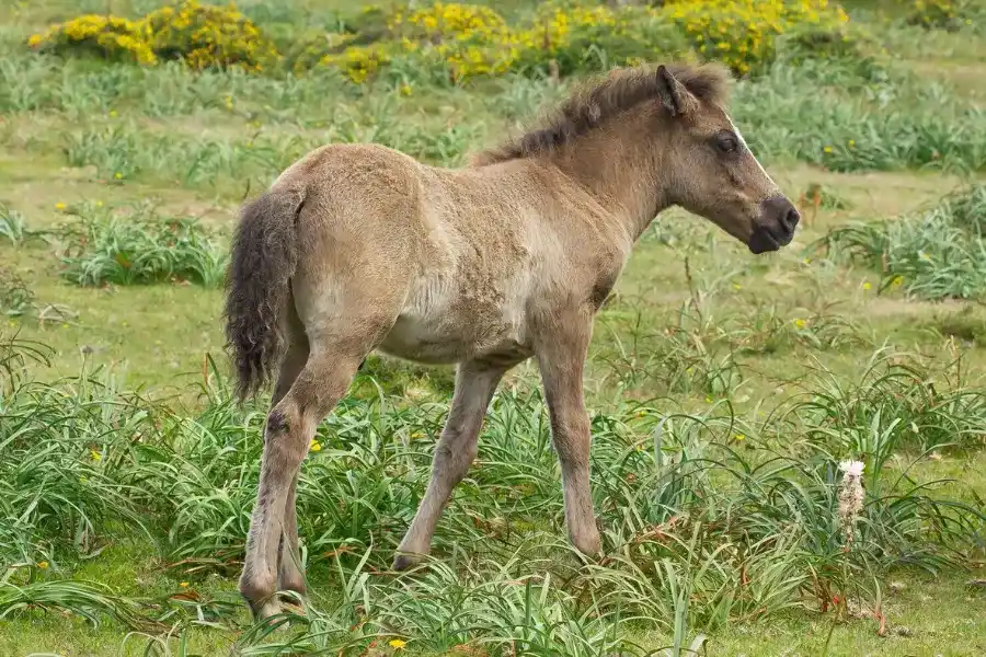 A filly horse is under a 4-year-old female horse