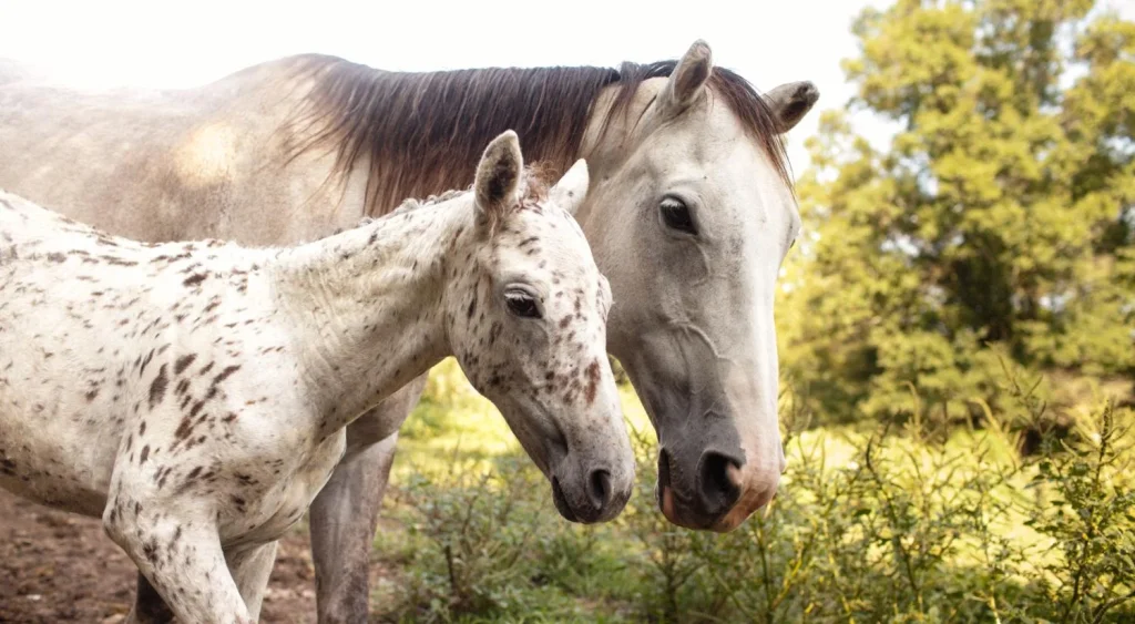 What are tips for naming your female horse name