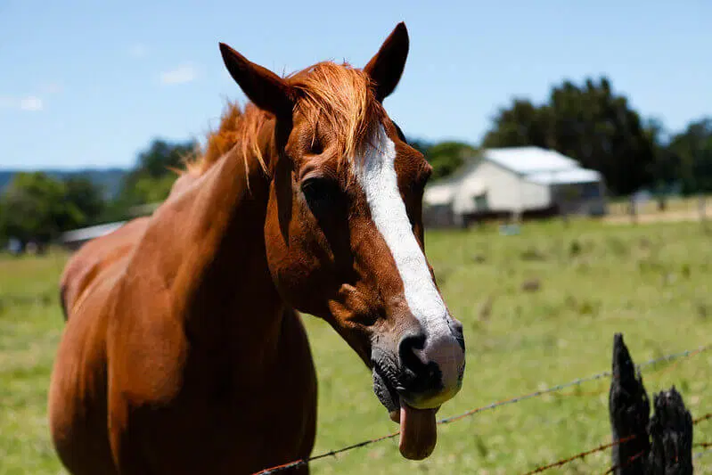 Popular Male Horse name