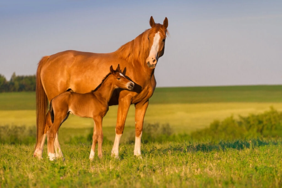 Mother horse and foal