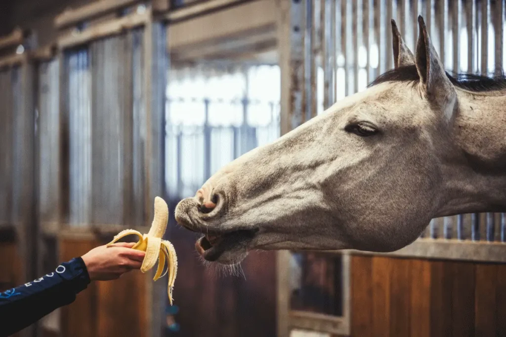 Pros of feeding bananas to horse