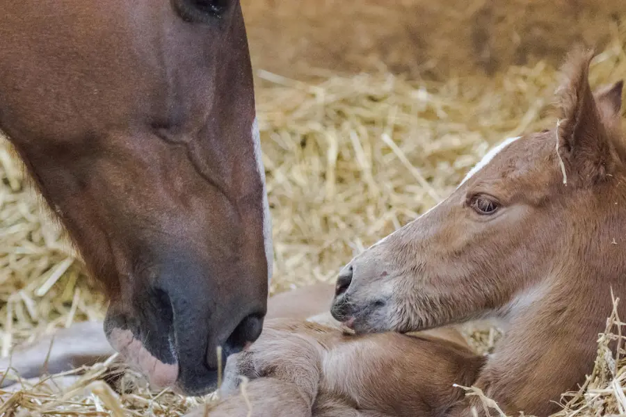 Take care filly horses