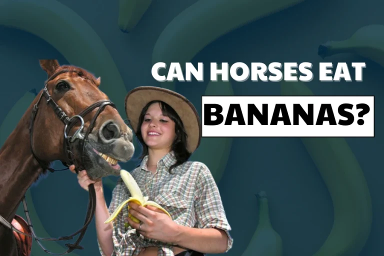 Can Horses Eat Bananas? Guide To The Treats Of Horse