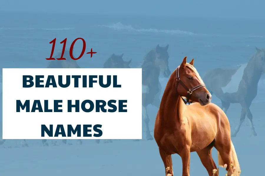 Male horse name