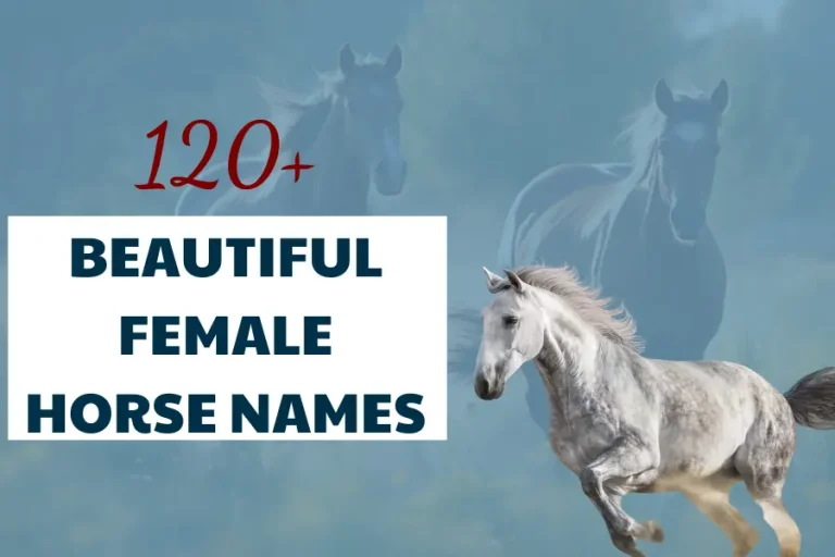 female horse name