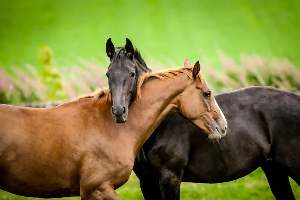 two horse friends