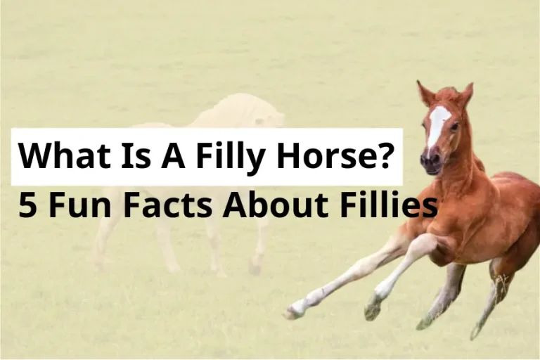 What Is A Filly Horse? 5 Fun Facts About Fillies