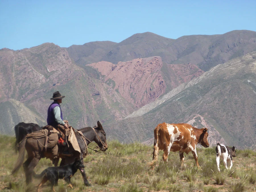 Using horses on the farm can increase herding efficiency