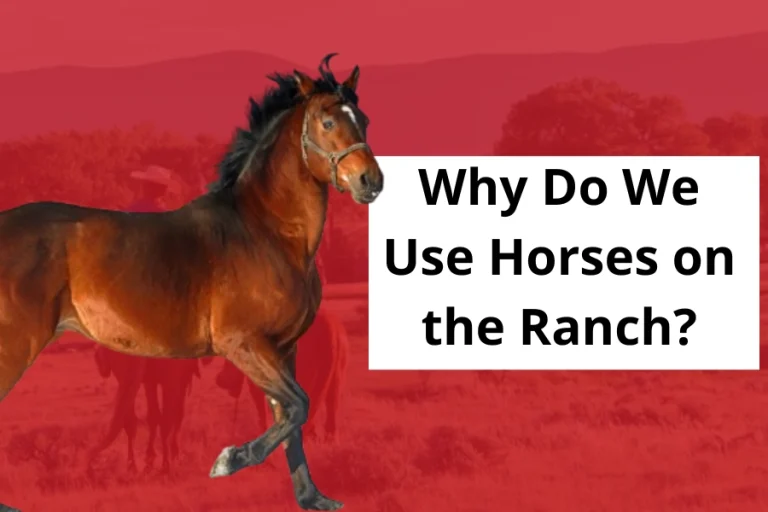 Why Do We Use Horses on the Ranch Efficiency and Tradition